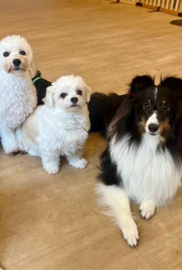 Wan Wan Wan ってどんなところ?