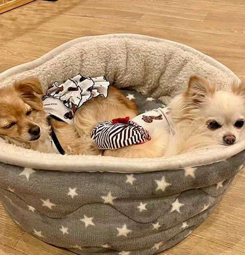 お泊まり保育・介護