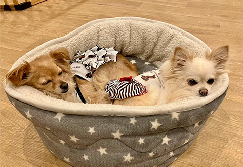 お泊まり保育・介護