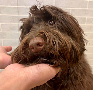 朝のご挨拶体調チェック